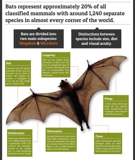 家中出現蝙蝠|蝙蝠資訊站 Bats information about Taiwan